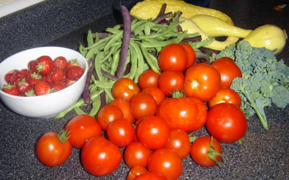 August Morning Harvest