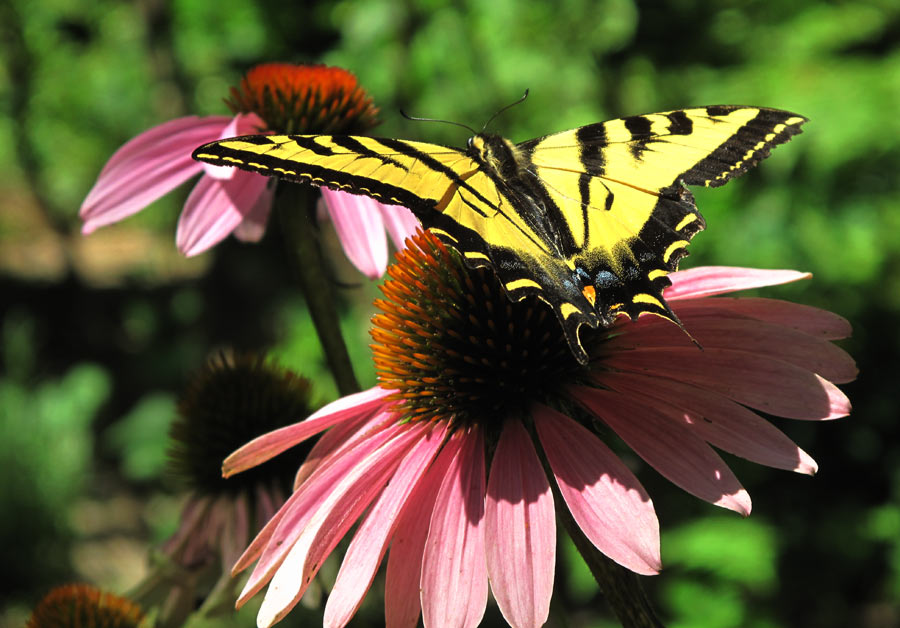 Swallowtail on Echinacea