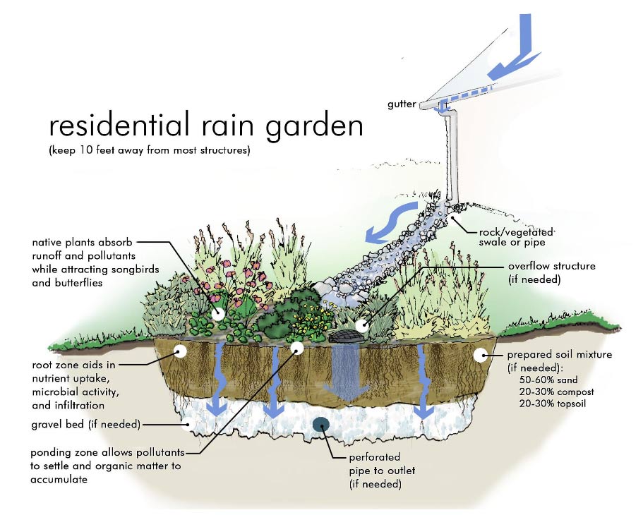 Rain Garden