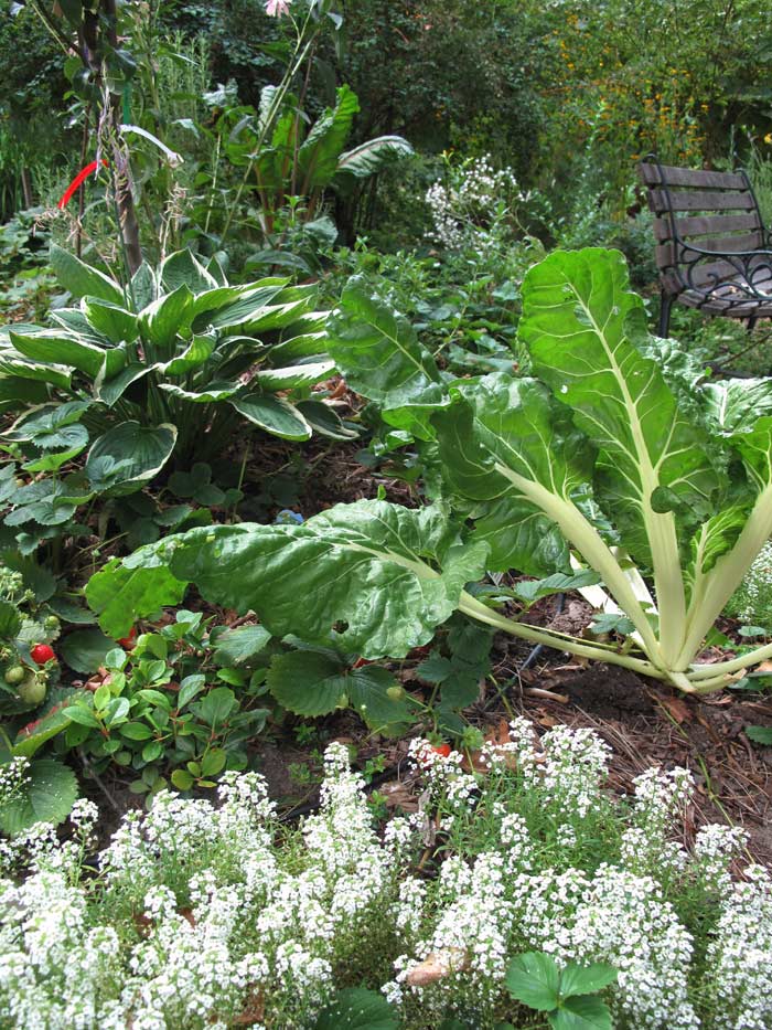 Swiss Chard, Pear, strawberries