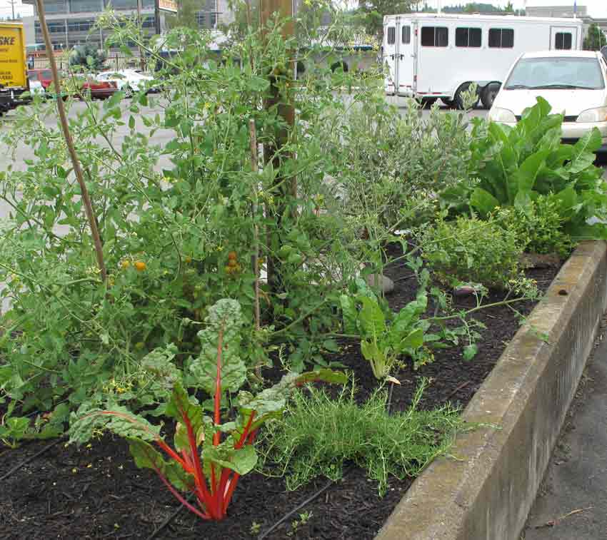 Permaculture-SwissChard