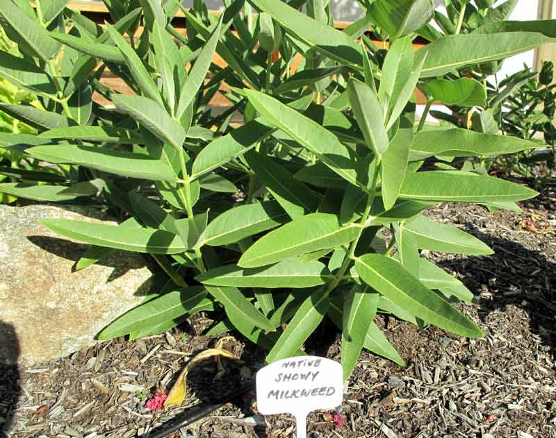 Butterfly-ShowyMilkweed