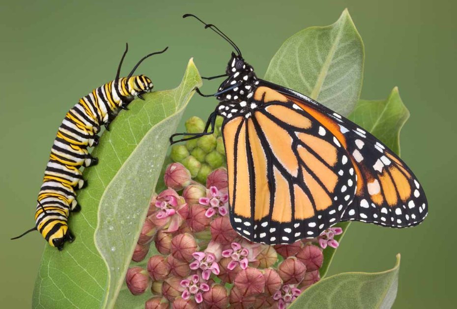 Monarch butterfly and caterpillar on Milkweed