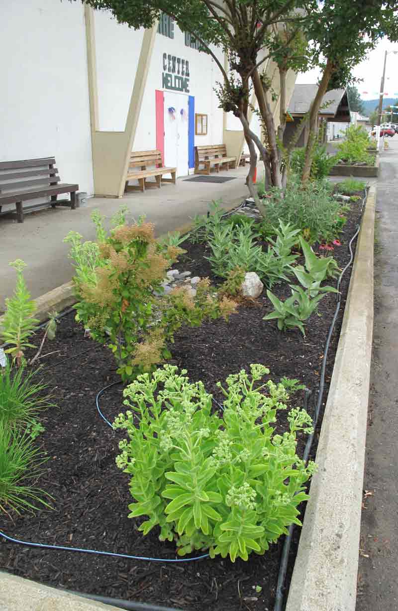 ShowyMilkweed-ButterflyGarden