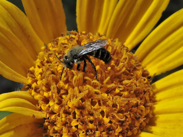 beesofsouthwestoregon