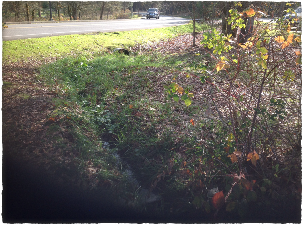 Proposed Bioswale area at RCC