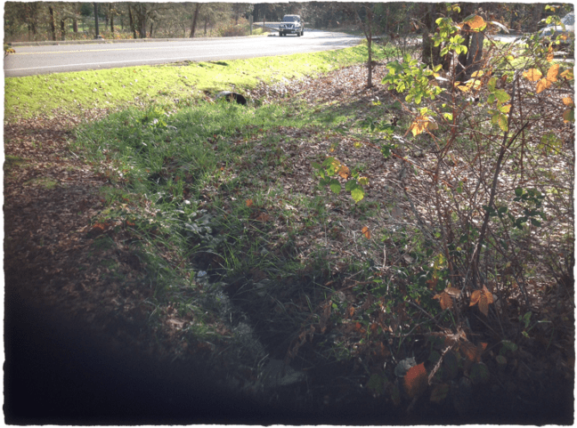 Proposed Bioswale area at RCC