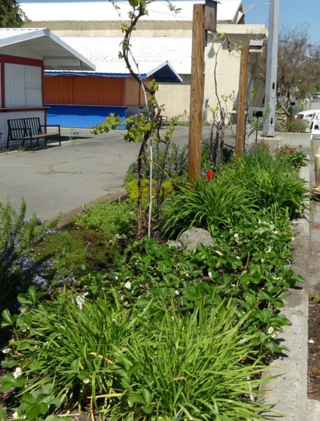 Spring2018PermacultureBed