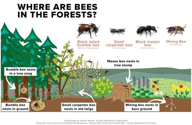 NativeBeeHabitatPoster