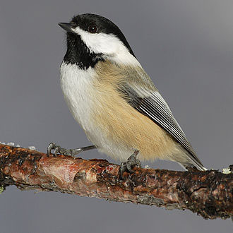 chickadee